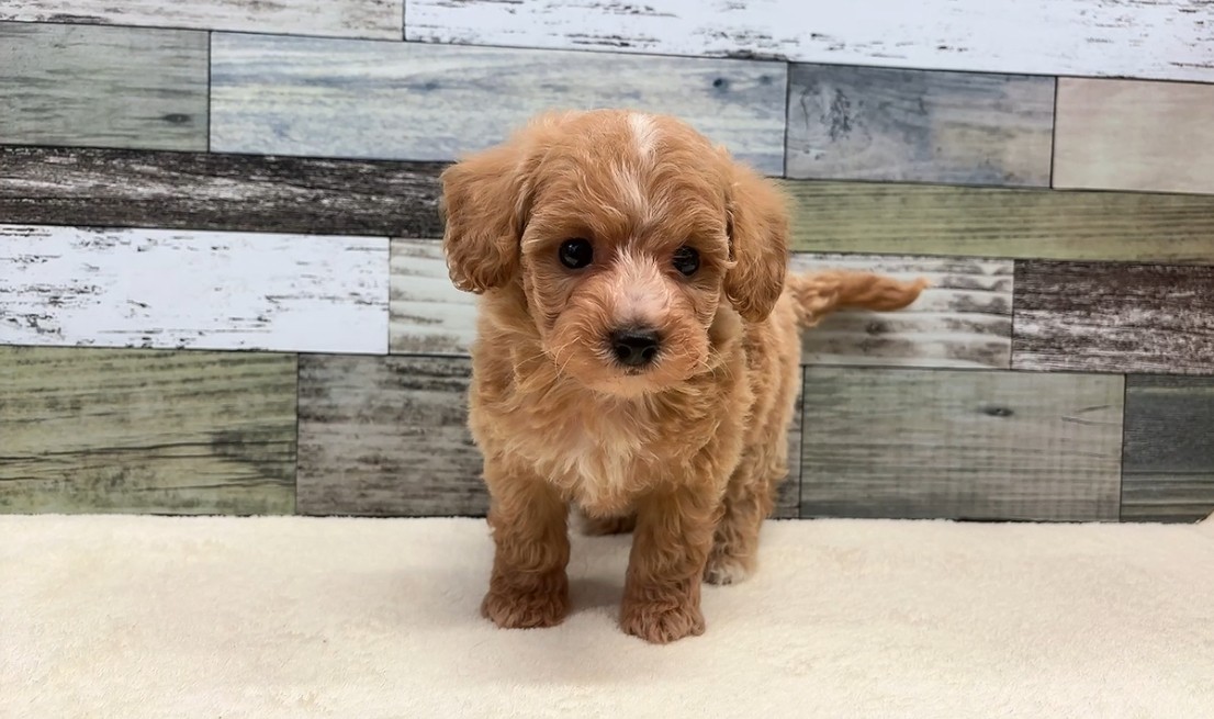 トイプードル×ビションフリーゼ(2025.12.2現在)