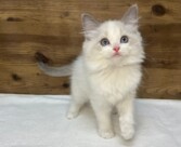 ラグドール（2025.12.17現在）