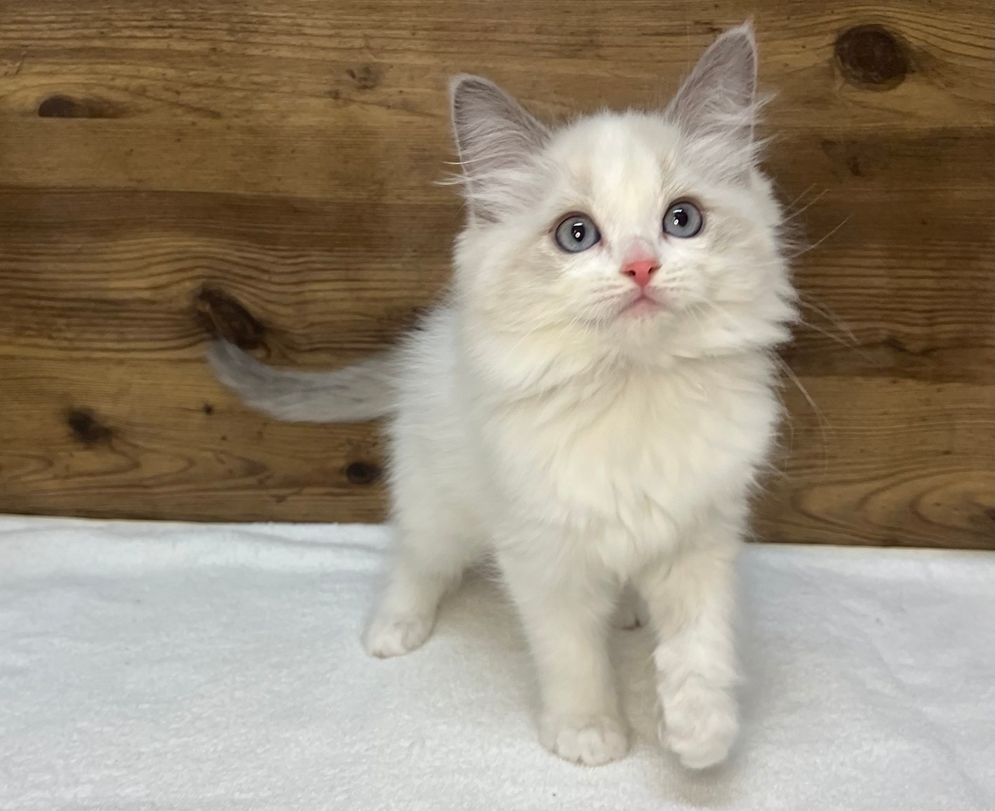 ラグドール（2025.12.17現在）