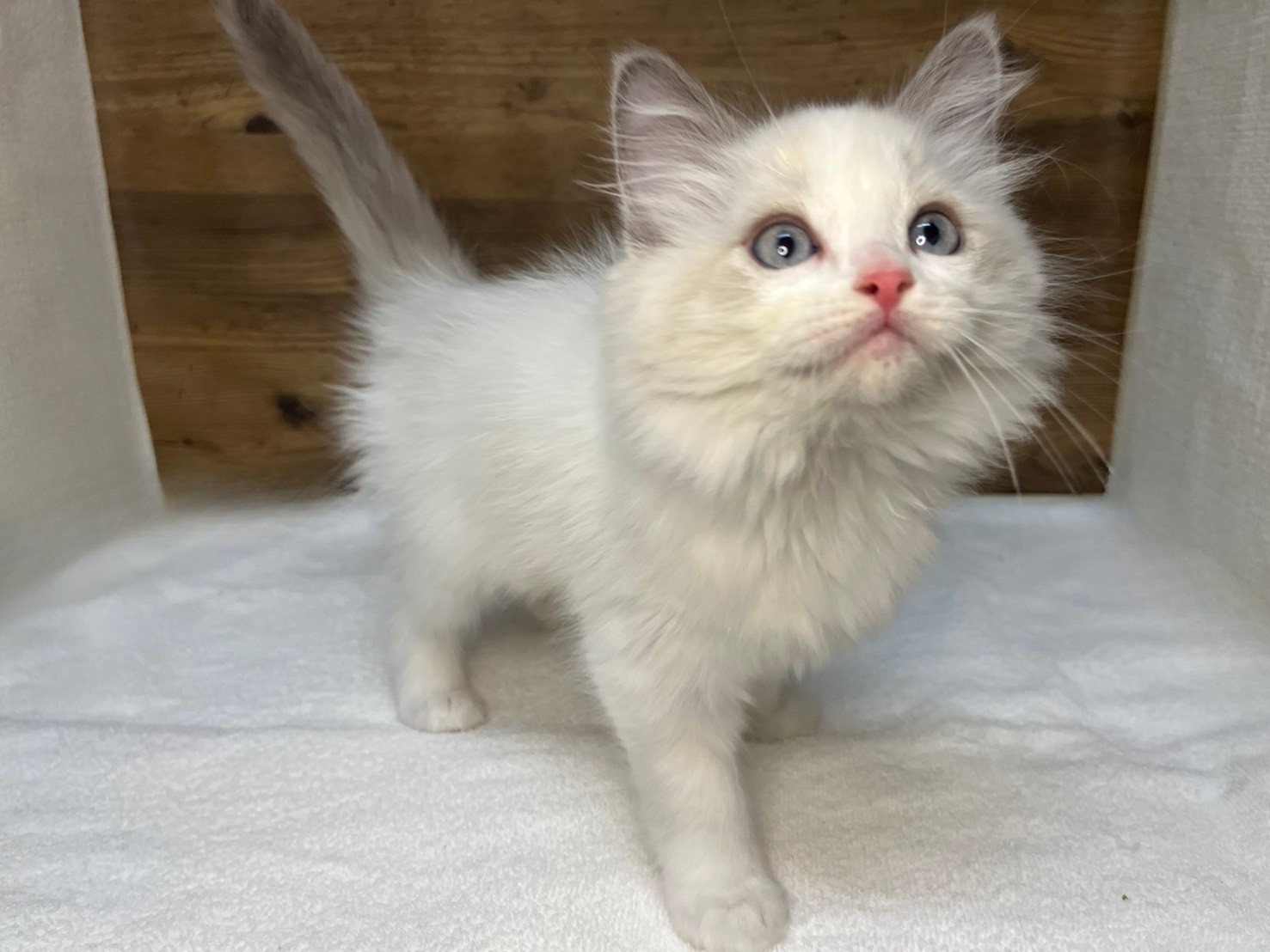 ラグドール（2025.12.17現在）