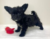 Ｔプードル×チワワ（2025.12.17現在）