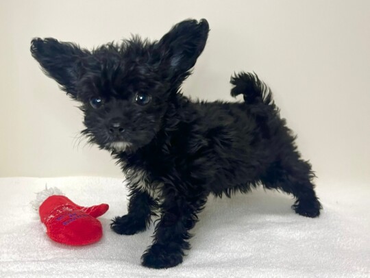 Ｔプードル×チワワ（2025.12.17現在）