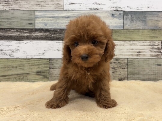 トイプードル(2025.12.11現在)