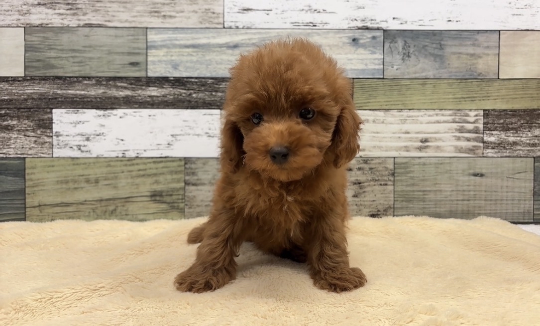 トイプードル(2025.12.11現在)