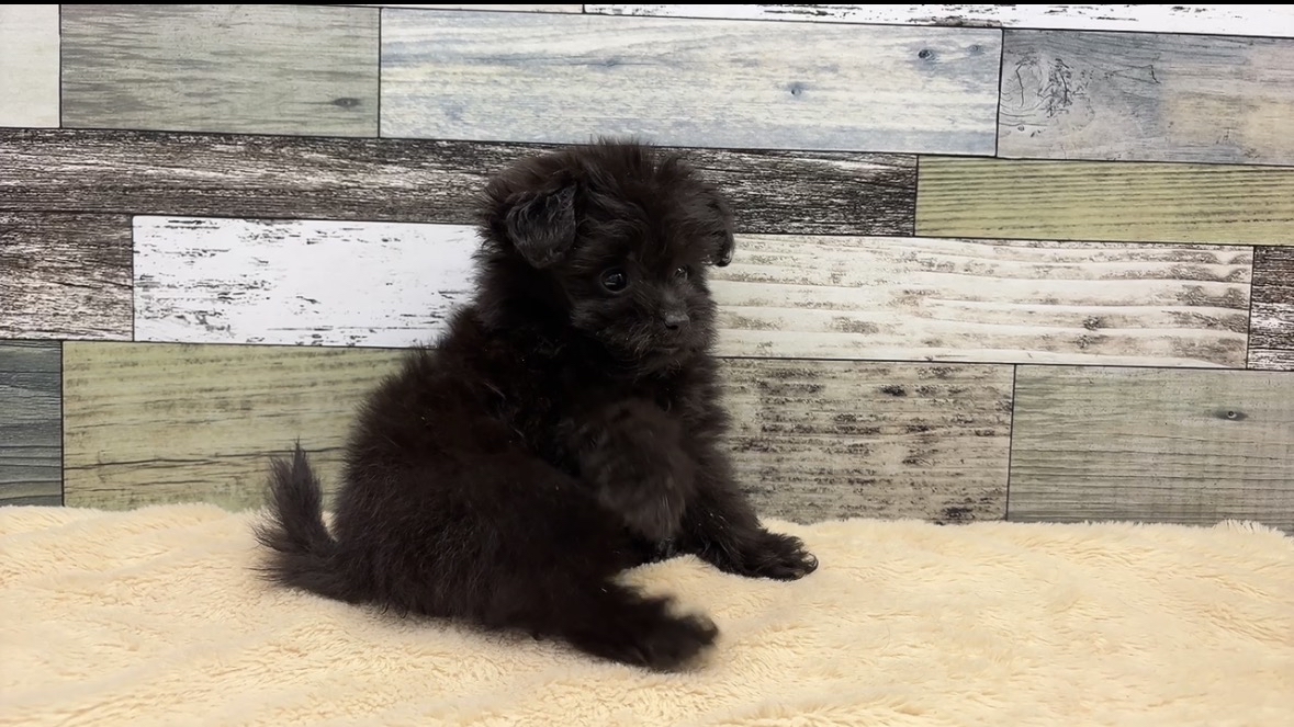 ポメラニアン×トイプードル(2025.12.11現在)