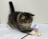 ラガマフィン（2025.12.03現在）