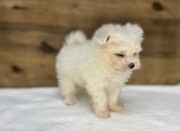 マルチーズ（2025.12.10現在）