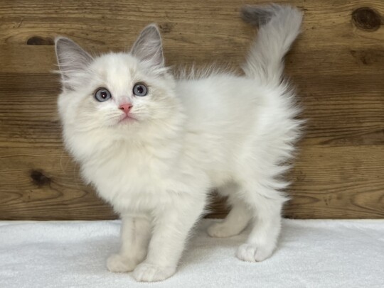 ラグドール（2025.12.17現在）