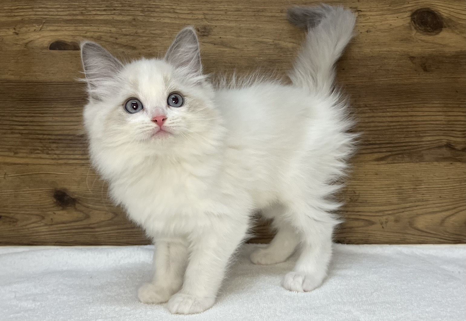 ラグドール（2025.12.17現在）