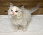 ラグドール（2025.12.17現在）