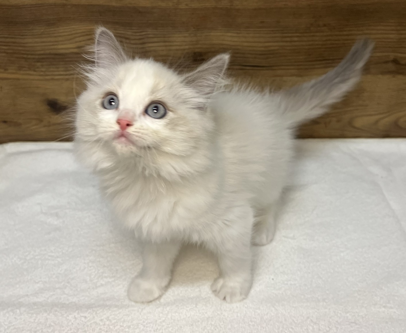 ラグドール（2025.12.17現在）