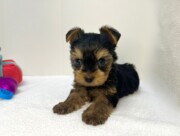 ヨークシャー・テリア（2026.01.15現在）