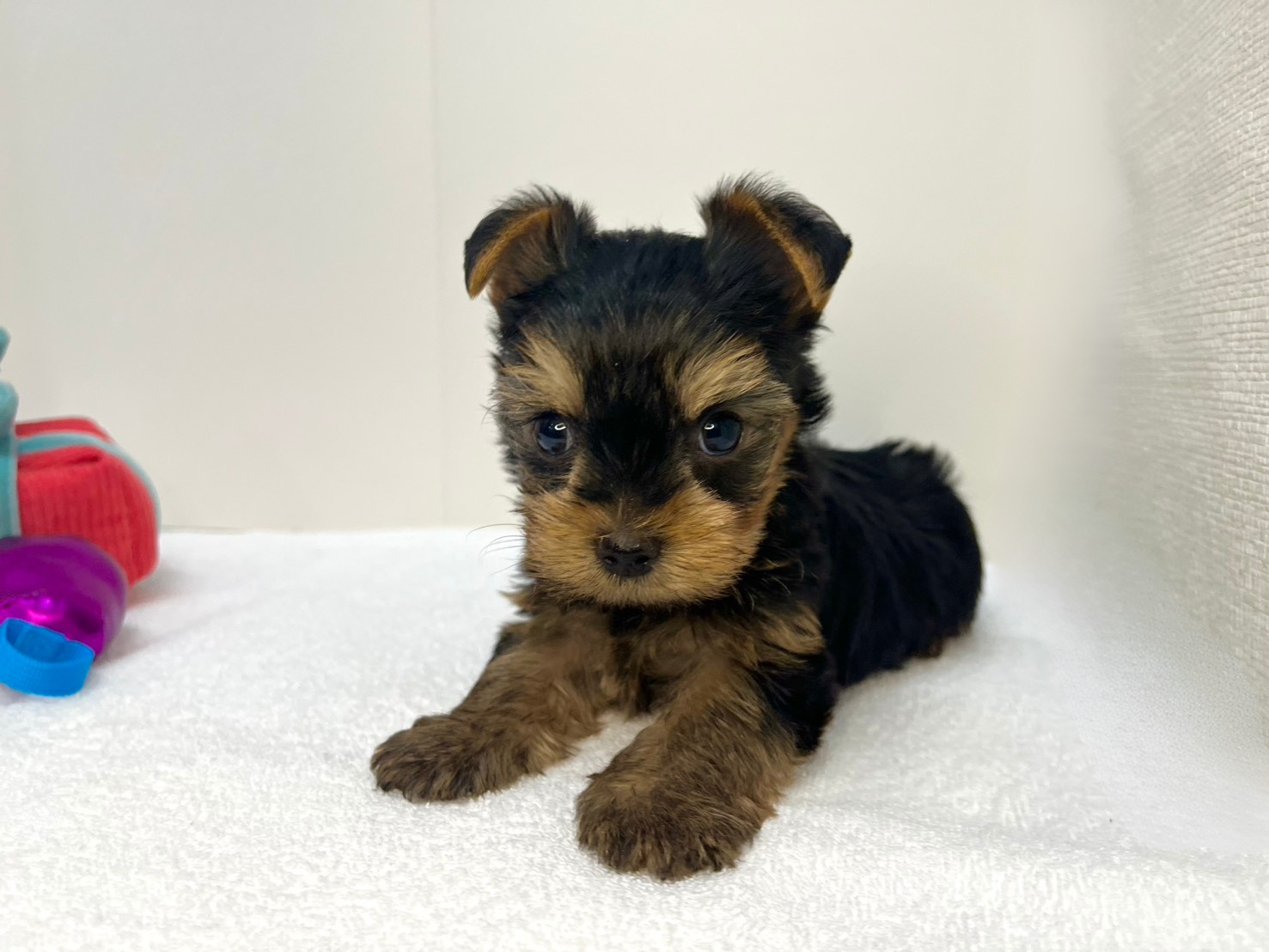 ヨークシャー・テリア（2026.01.15現在）