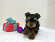 ヨークシャー・テリア（2026.01.15現在）