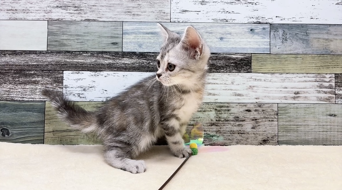 アメリカンショートヘア(2026.01.10現在)