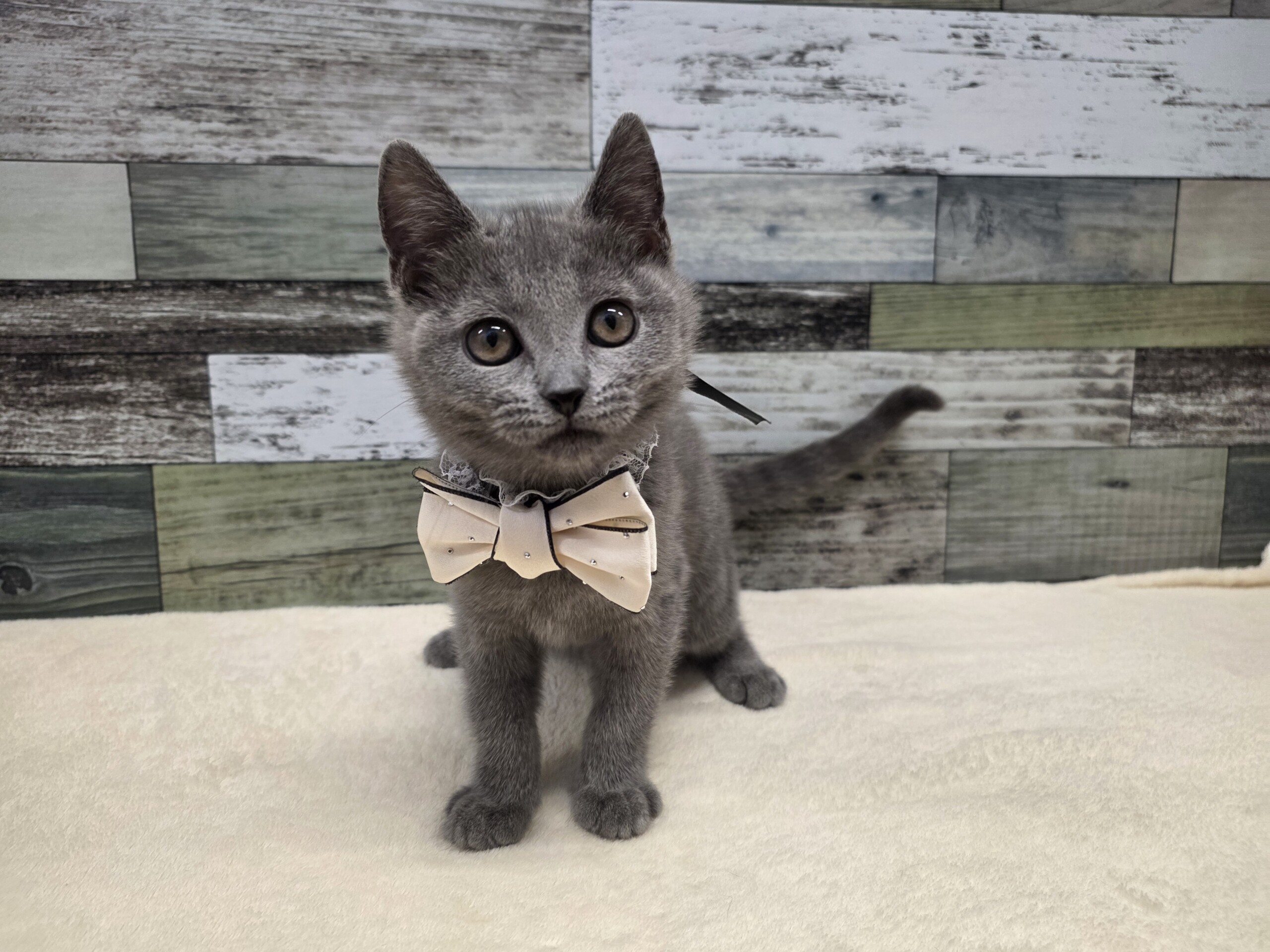 シャルトリュー(2026.01.29現在)