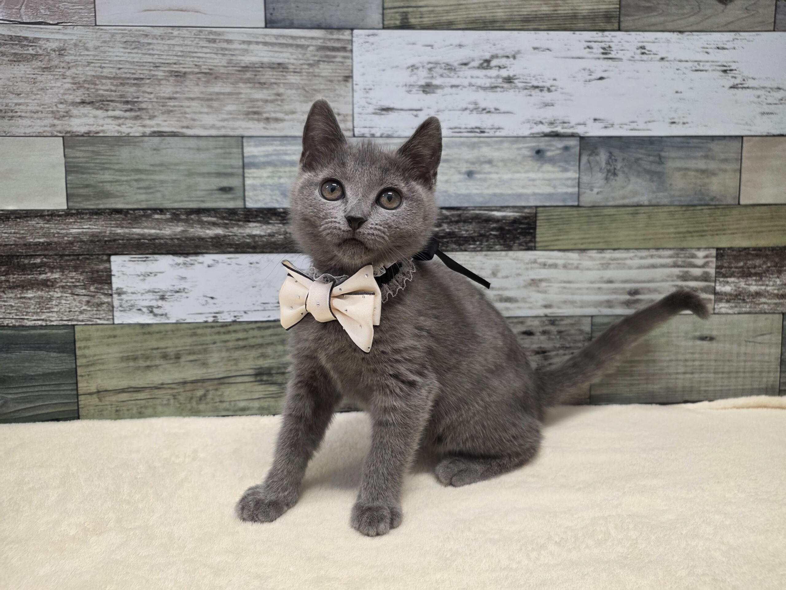 シャルトリュー(2026.01.29現在)