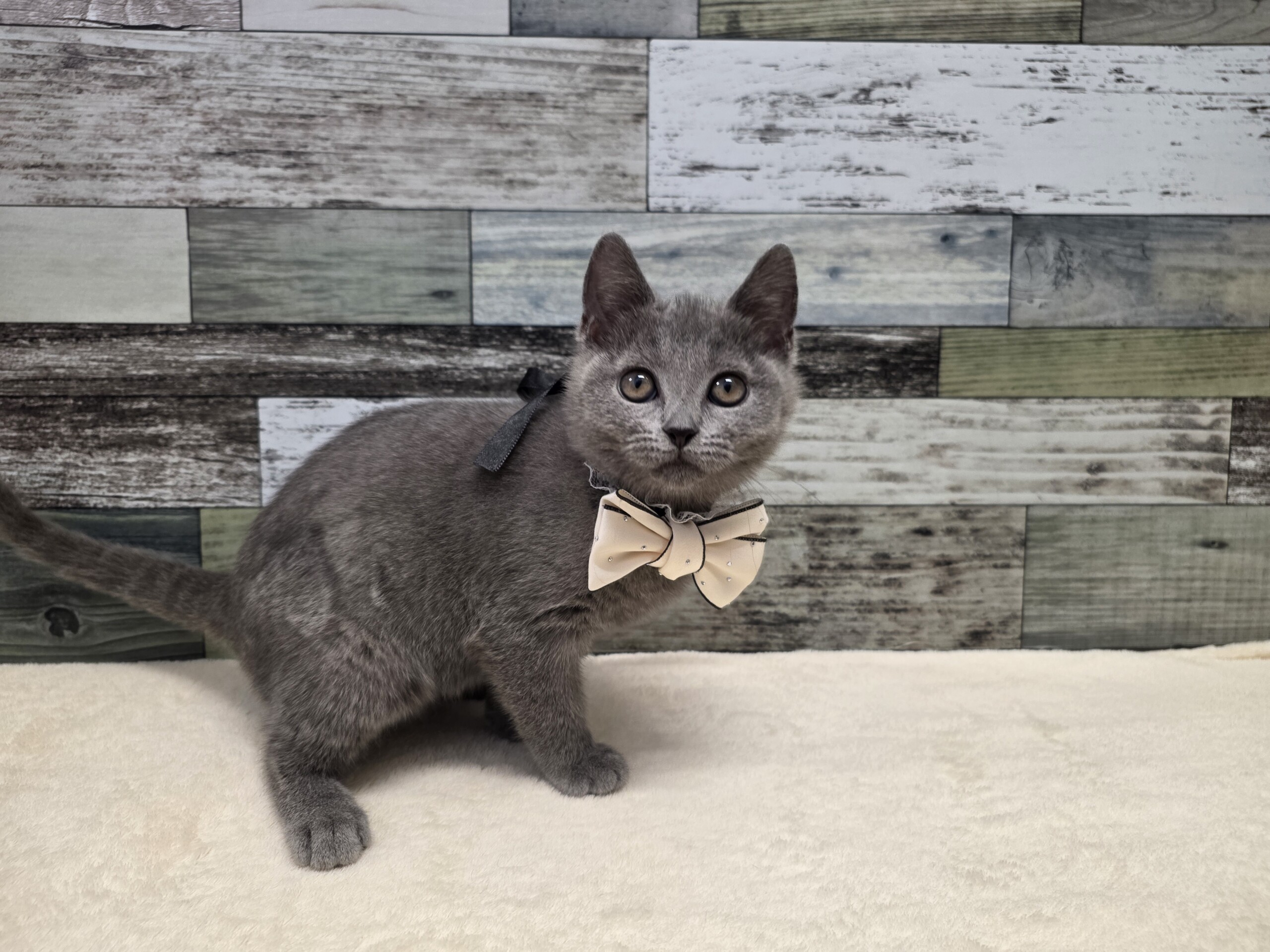 シャルトリュー(2026.01.29現在)