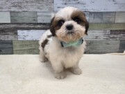 シーズー(2026.01.29現在)