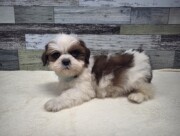 シーズー(2026.01.29現在)