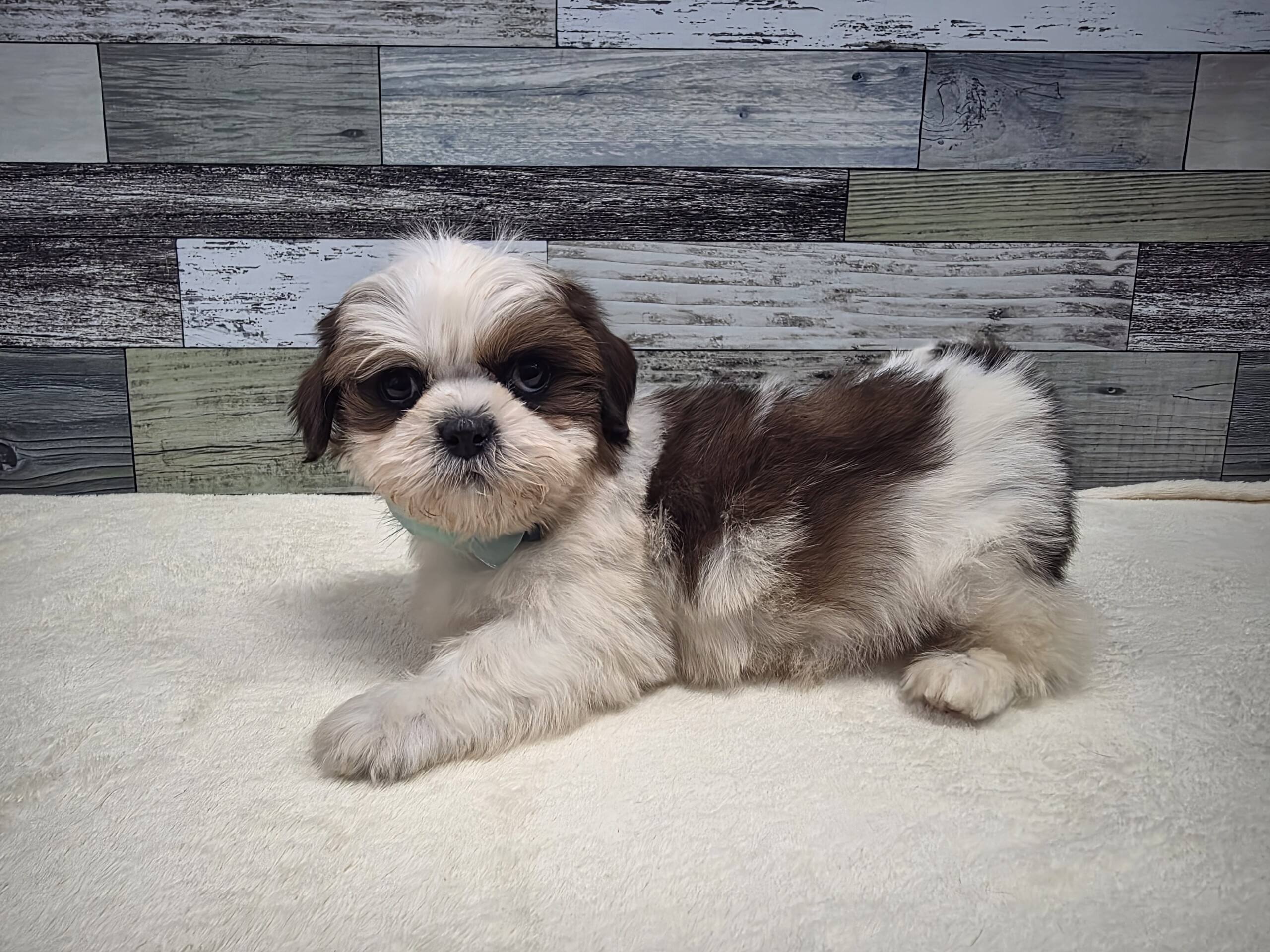 シーズー(2026.01.29現在)