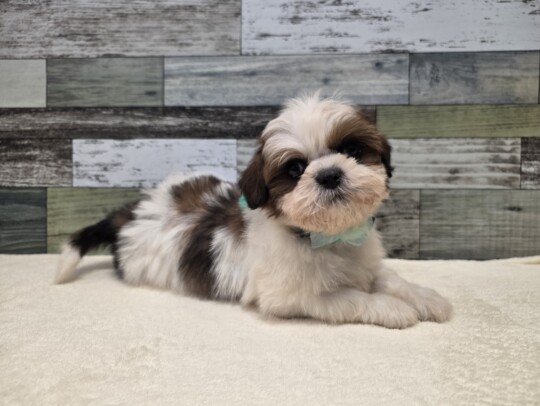 シーズー(2026.01.29現在)