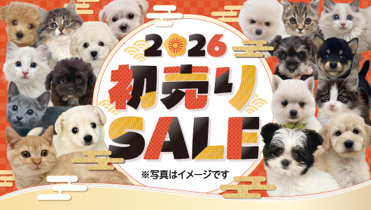 1月2日(金)～13日(火)「初売りSALE」開催！