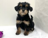 Ｌチワワ×トイプードル（2026.01.20現在）