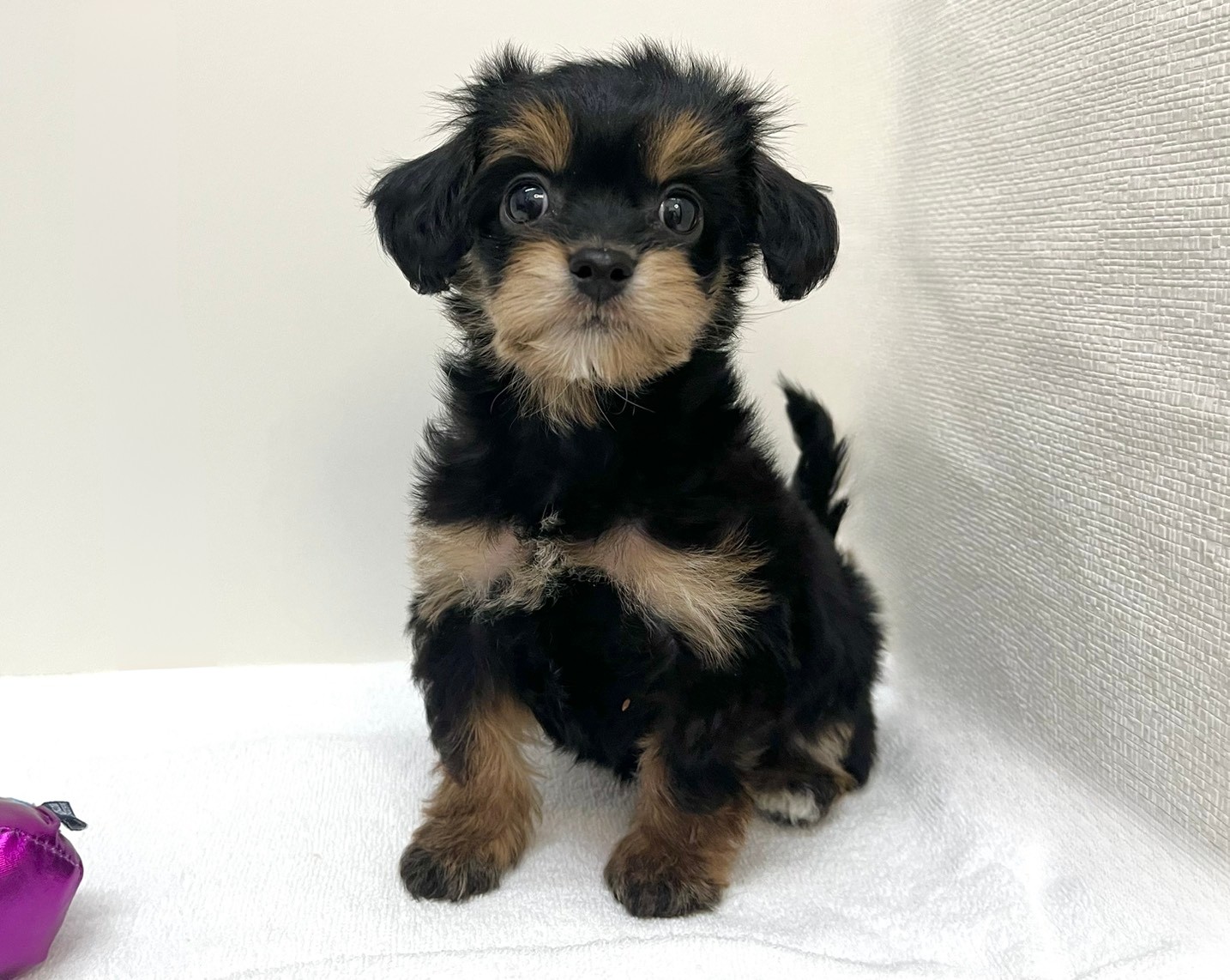 Ｌチワワ×トイプードル（2026.01.20現在）