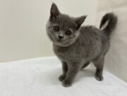 ブリティッシュショートヘア