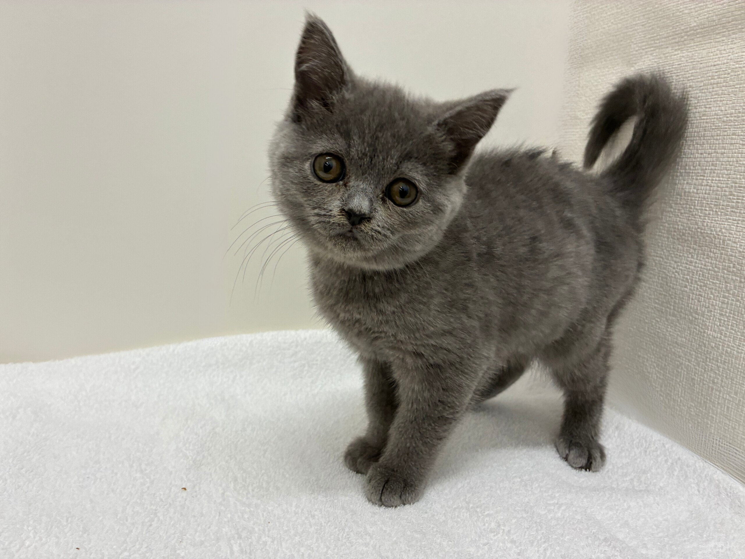 ブリティッシュショートヘア