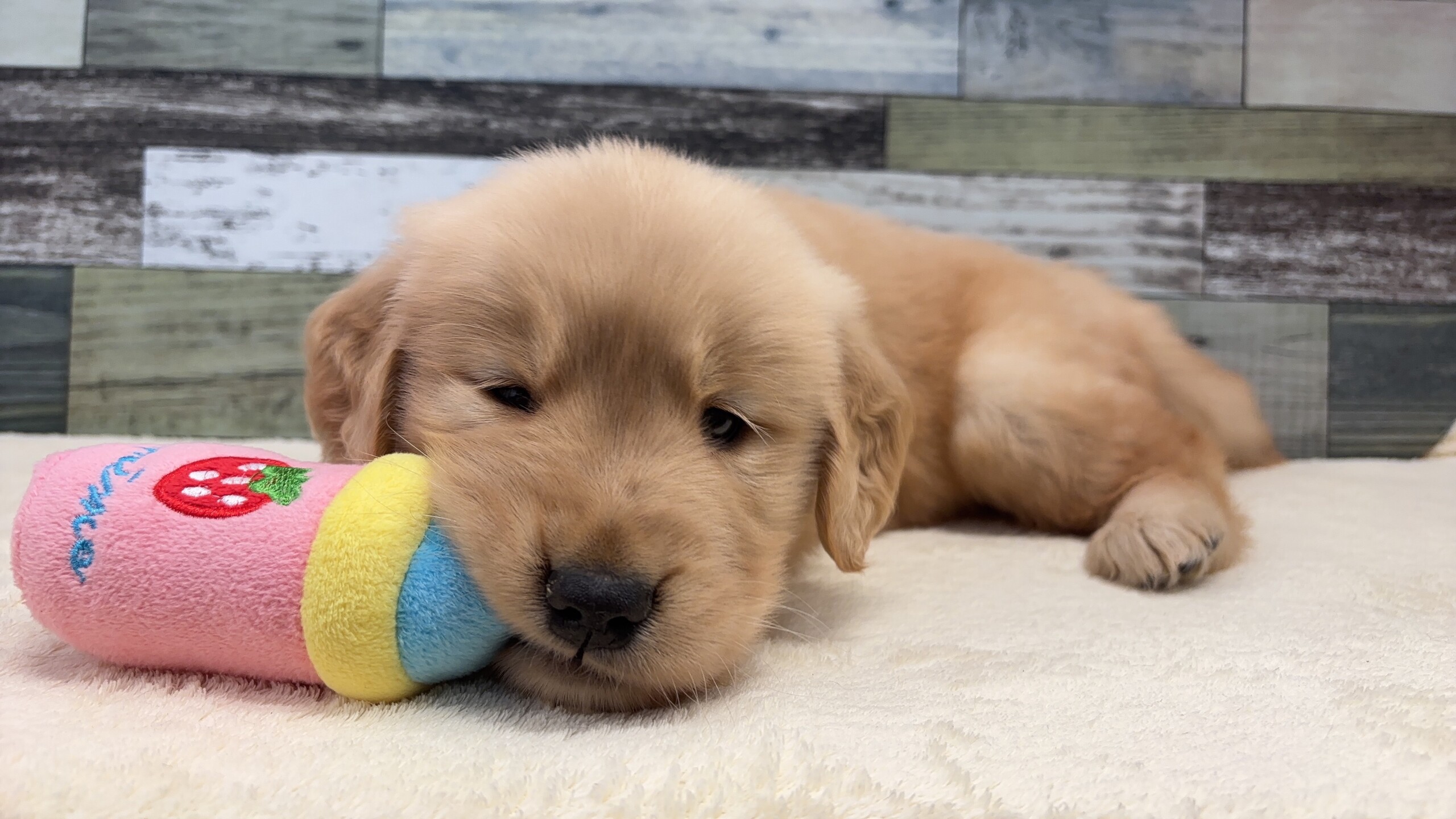 ゴールデンレトリバー(2026.1.20現在)