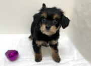 Ｌチワワ×トイプードル（2026.01.20現在）