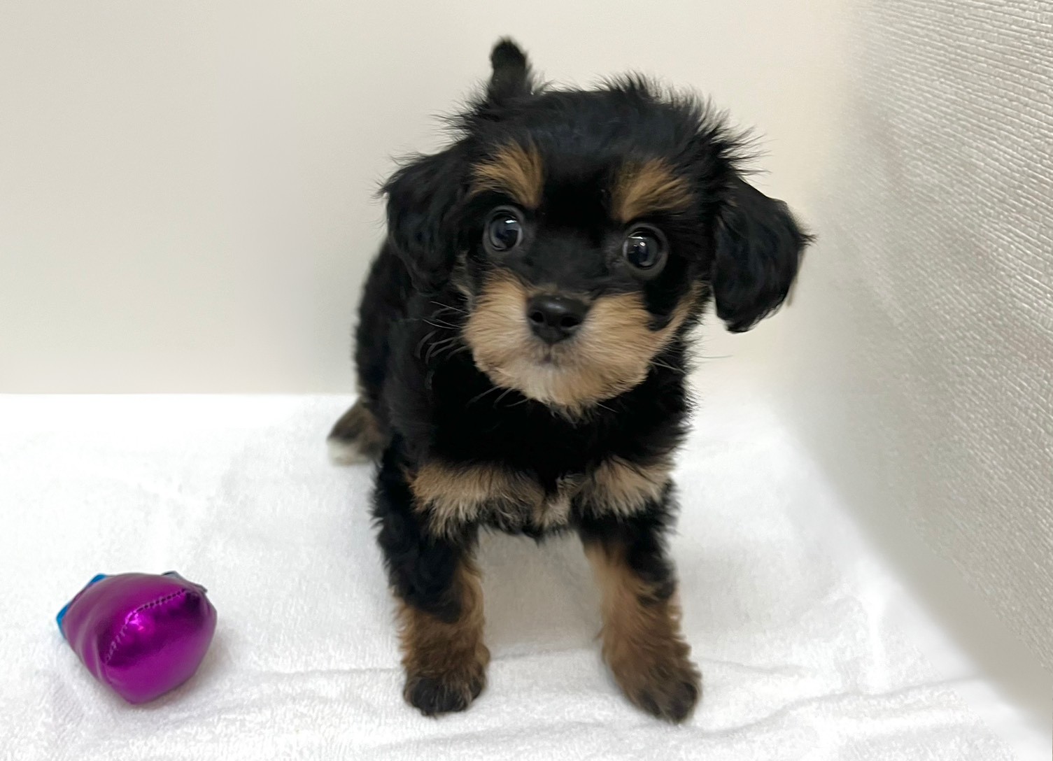 Ｌチワワ×トイプードル（2026.01.20現在）