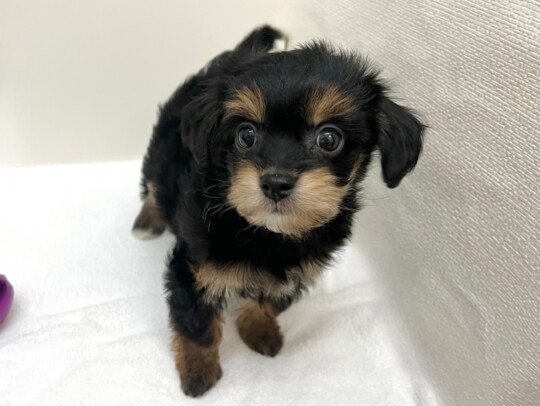 Ｌチワワ×トイプードル（2026.01.20現在）