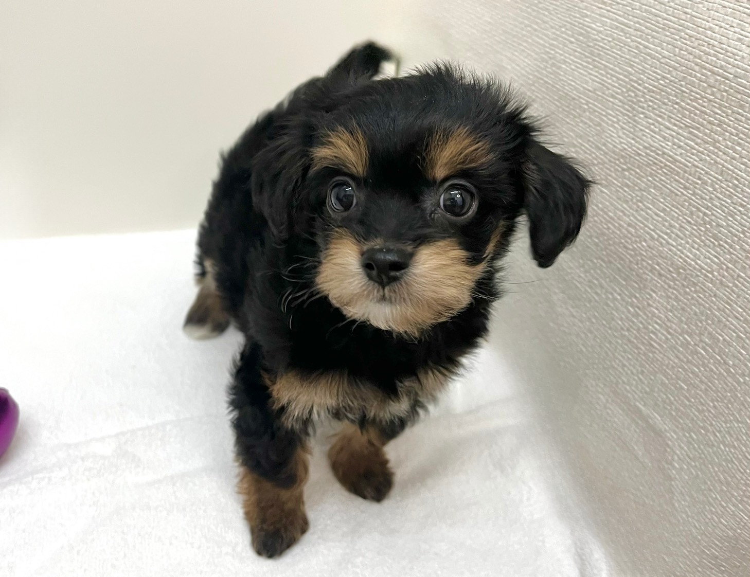 Ｌチワワ×トイプードル（2026.01.20現在）