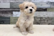 マルチーズ×トイプードル(2026.1.20現在)
