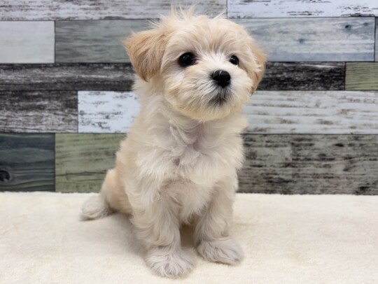 マルチーズ×トイプードル(2026.1.20現在)