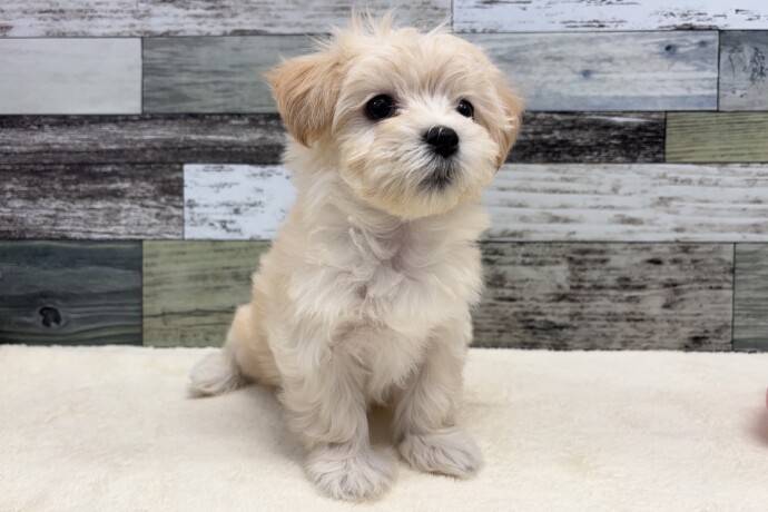 ☆新品☆DOG ポストスタンド マルチーズ シーズー トイプードル マルチーズ × トイプードルのミックス🐶 日本で見つけた、ささやかな