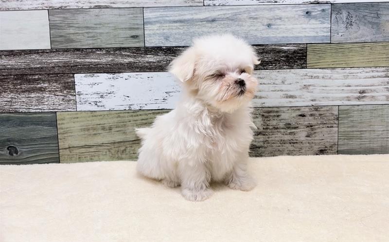 マルチーズ(2026.01.10現在)