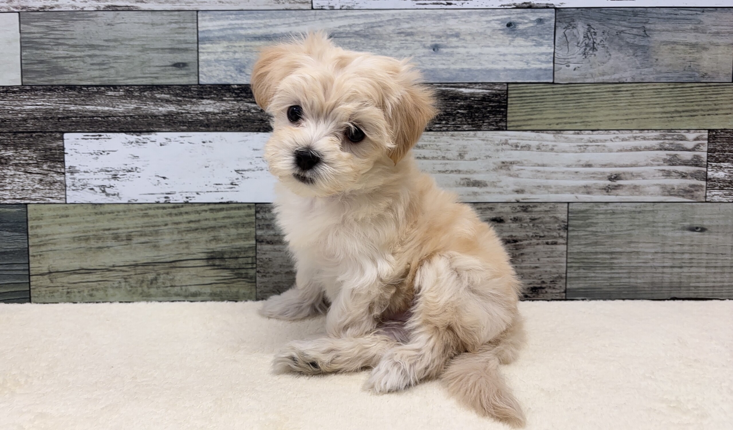 マルチーズ×トイプードル(2026.1.20現在)