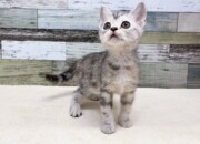 アメリカンショートヘア(2026.01.10現在)