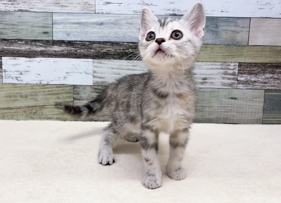 アメリカンショートヘア(2026.01.10現在)