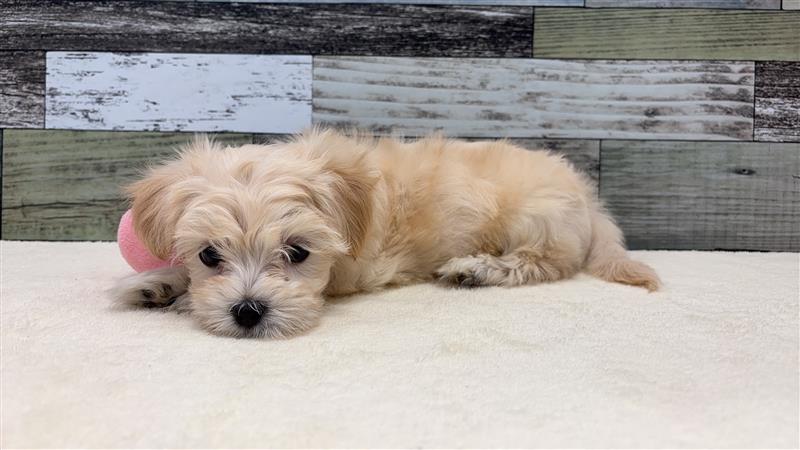 マルチーズ×トイプードル(2026.1.20現在)