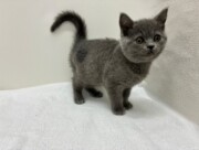 ブリティッシュショートヘア