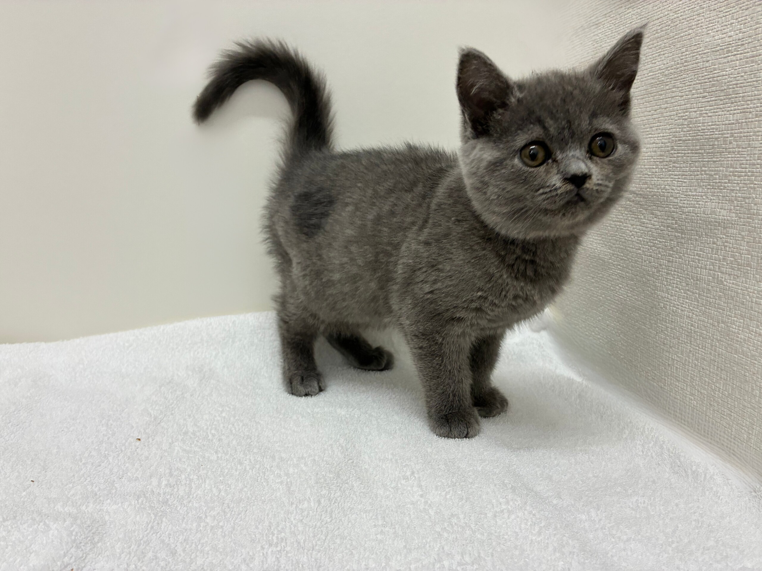 ブリティッシュショートヘア