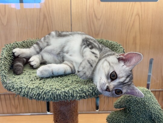 アメリカンショートヘア(2026.02.28現在)