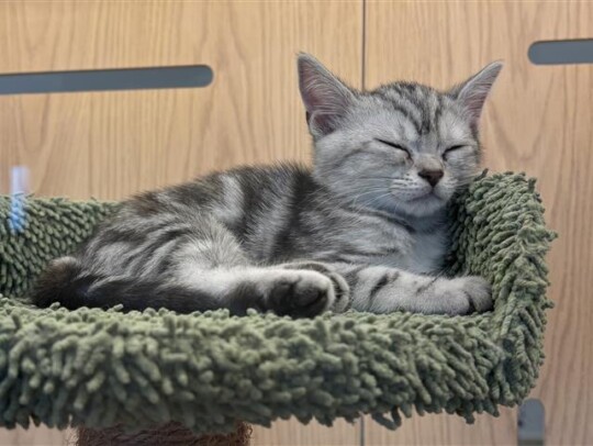 アメリカンショートヘア(2026.01.19現在)