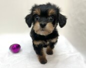 Ｌチワワ×トイプードル（2026.01.20現在）