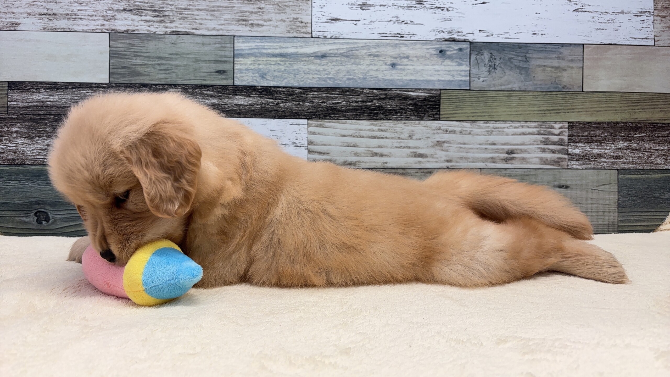 ゴールデンレトリバー(2026.1.20現在)